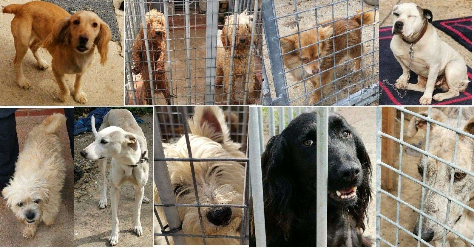 Dogs recovered from a traveller site at Star Lane in Orpington. Picture: Metropolitan Police