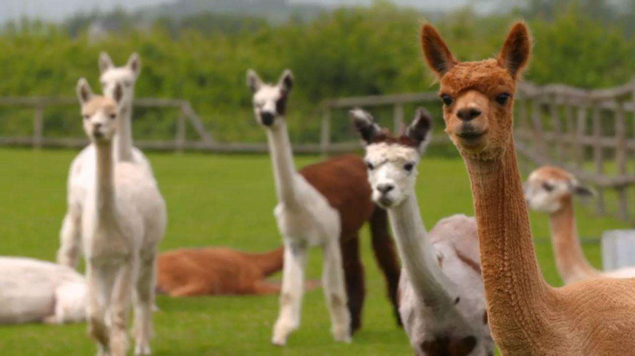 The alpacas. Credit: 5 STAR (3732193)