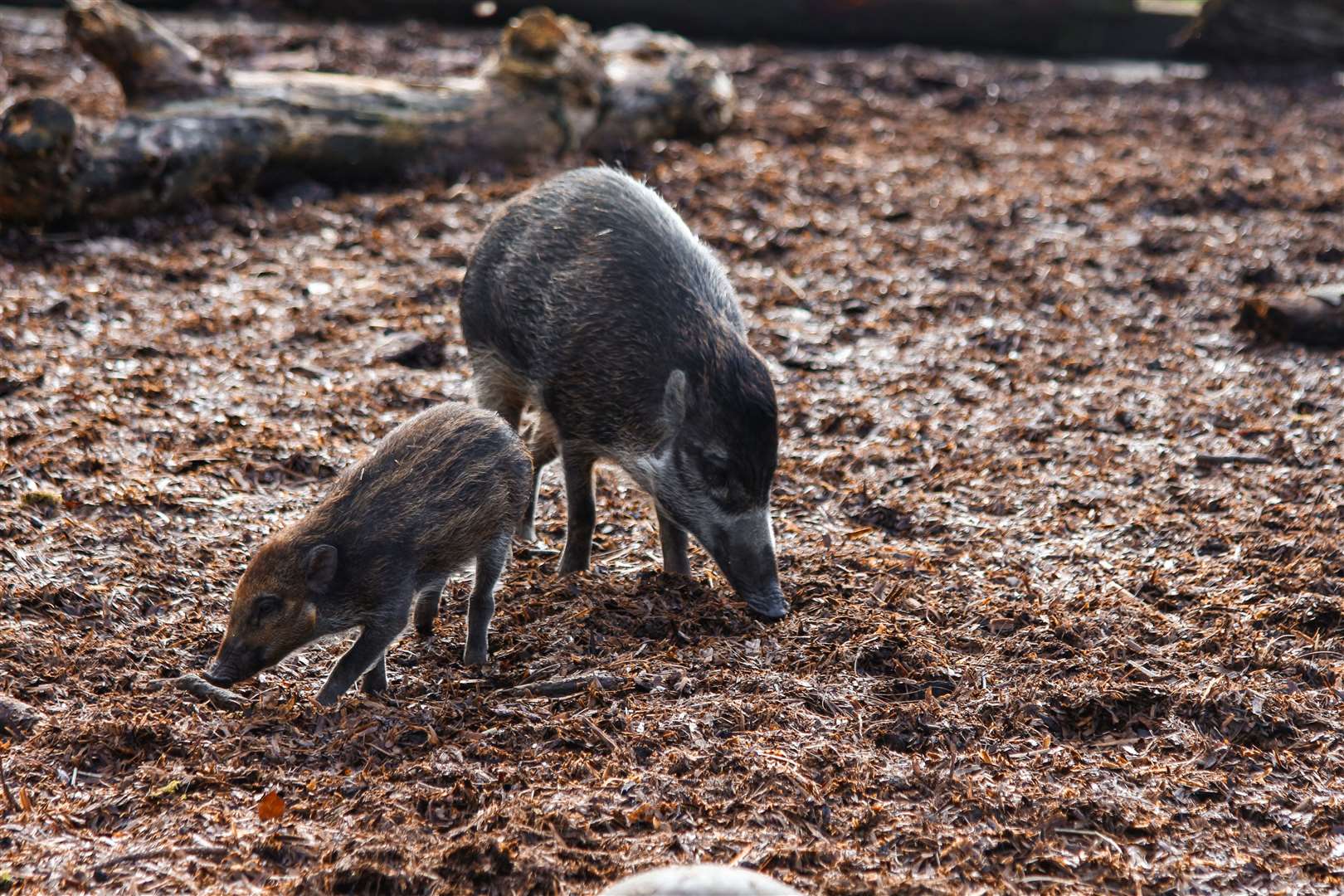 Piglet Tadeo and mother Tess (Whipsnade Zoo/PA)