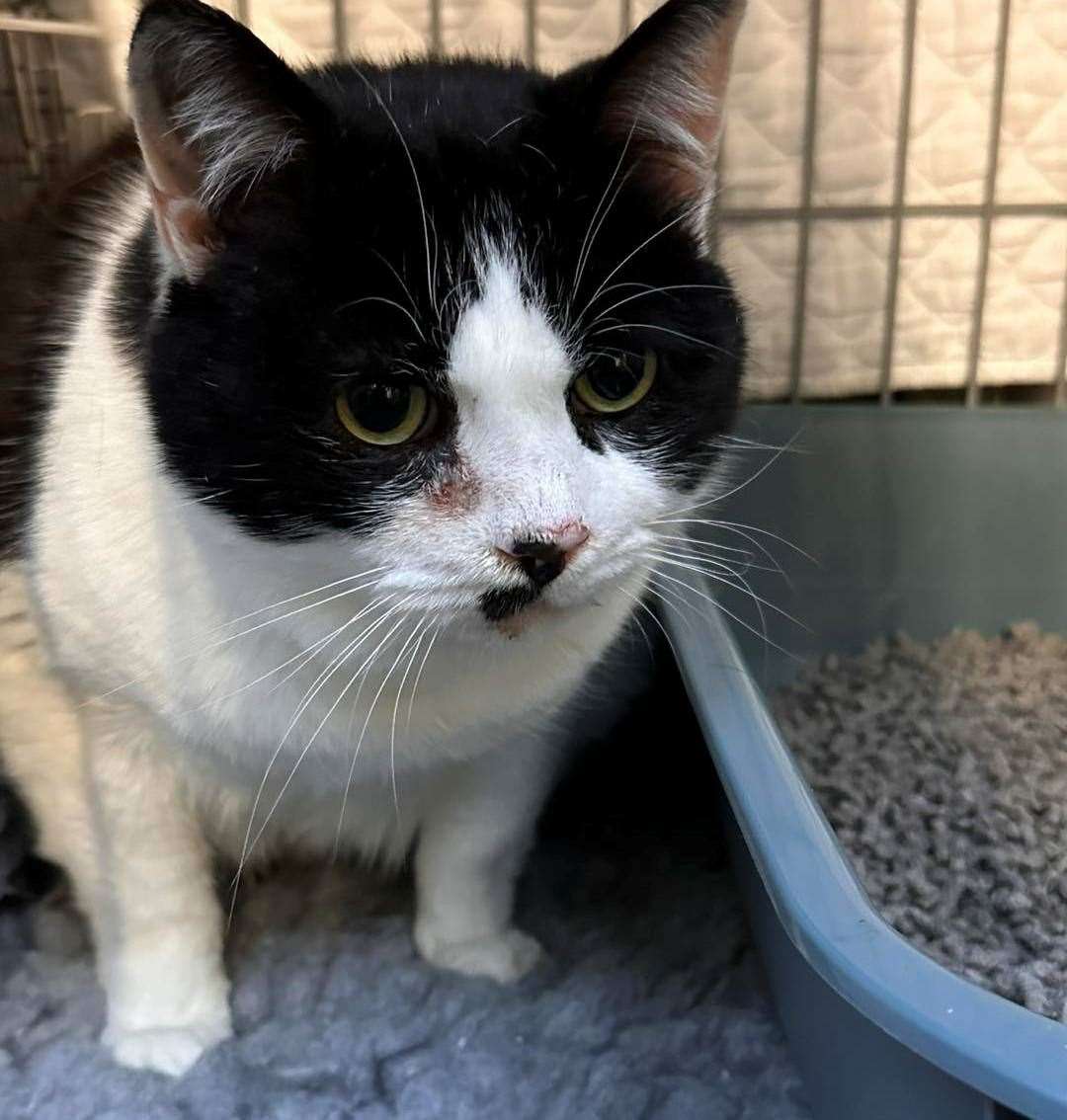 Harold, who was rescued from a house in Shorne last week after his owner died at home. Picture: Wisteria Cat Rescue