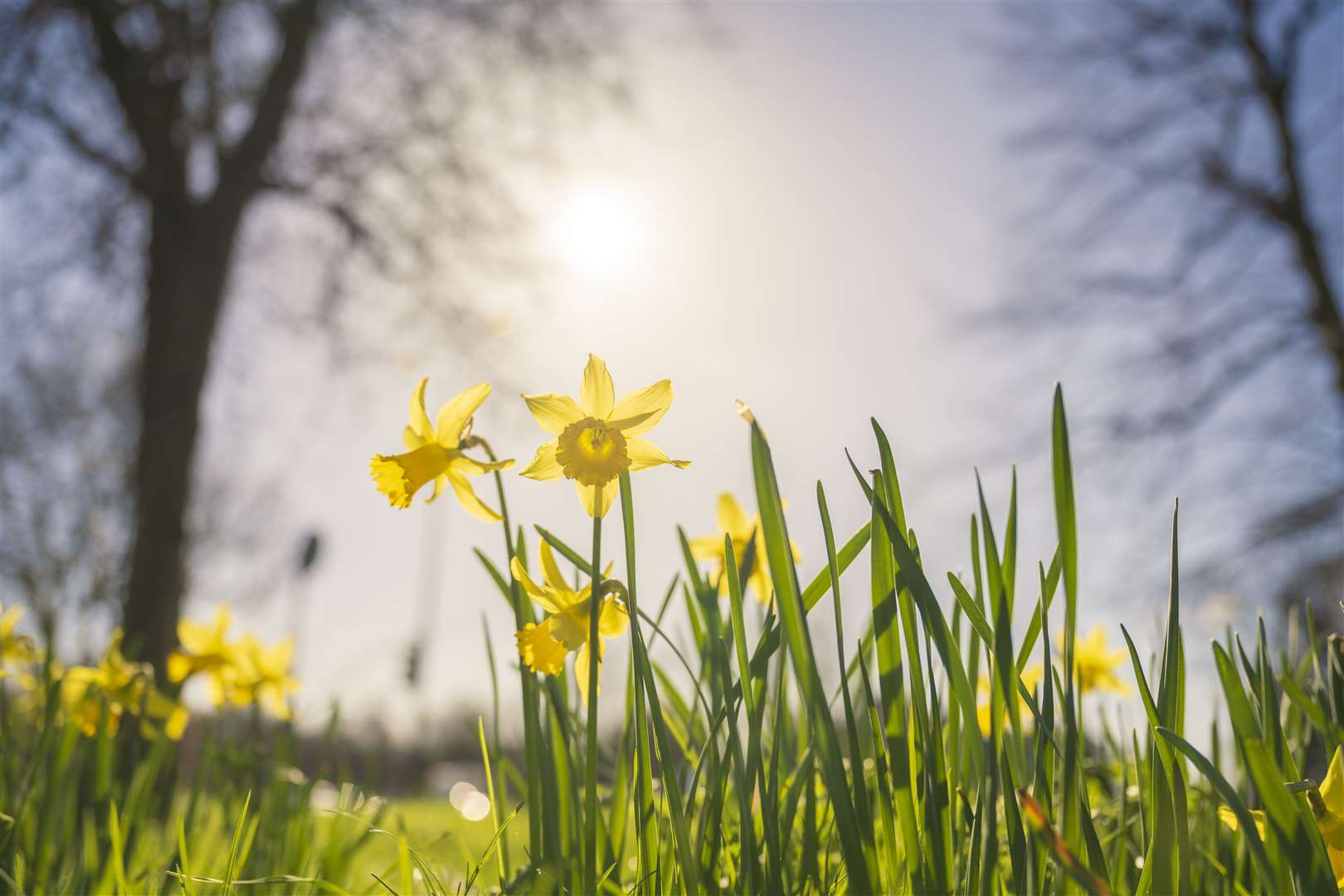 Europe is currently experiencing a record-breaking warm winter