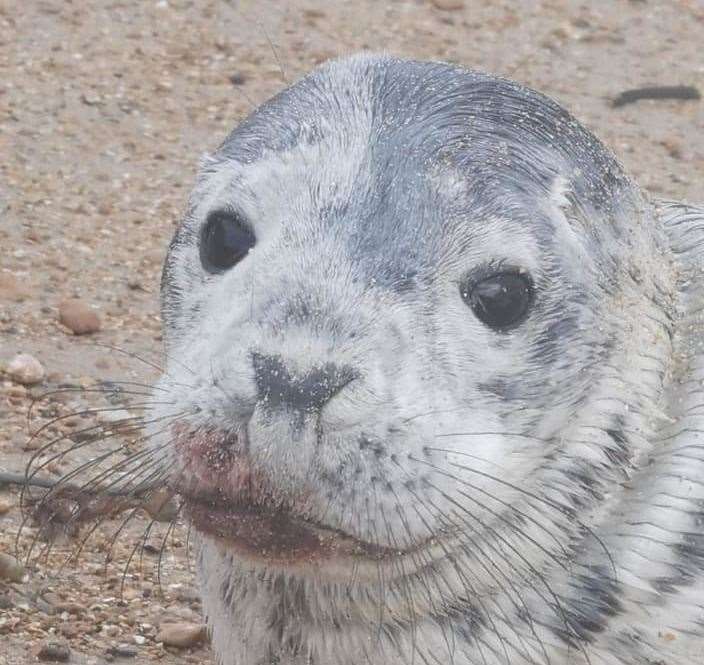 A seal pup has been rescued from the beach at Sandgate. Picture: RSPCA Folkestone