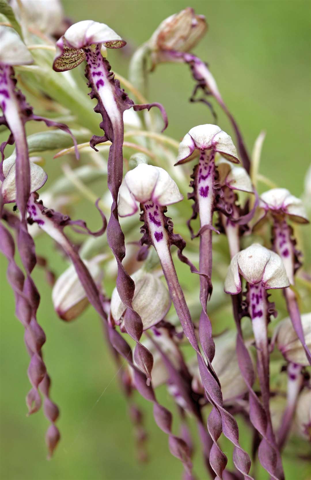 The rare lizard orchid has been found growing on a railway embankment on the HS1 line between Chatham and Bromley. It is the first time it's been found growing in the area for 100 years. Picture: HS1 Ltd