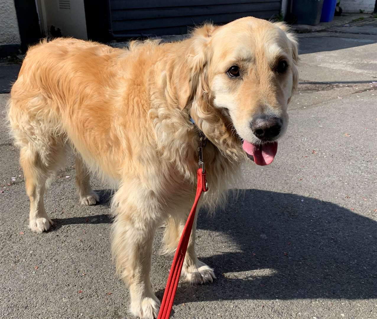 Peggy Riley was walking her golden retriever Louie on Whitstable beach. Picture: Peggy Riley