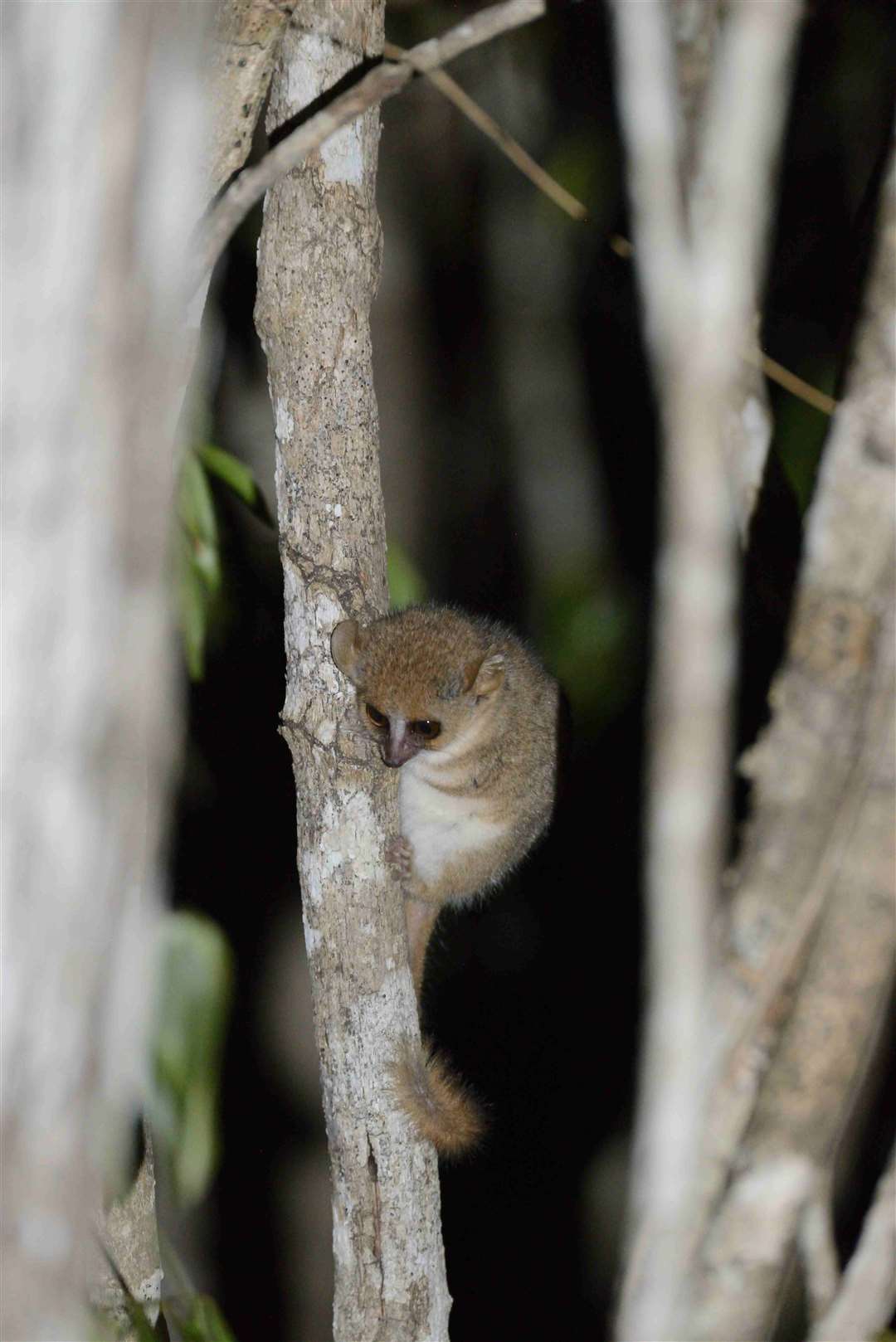 Madame Berthe’s mouse lemur has become critically endangered (Russell A. Mittermeier)