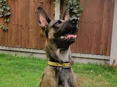 Chai the podenco canario cross. Picture: Dogs Trust