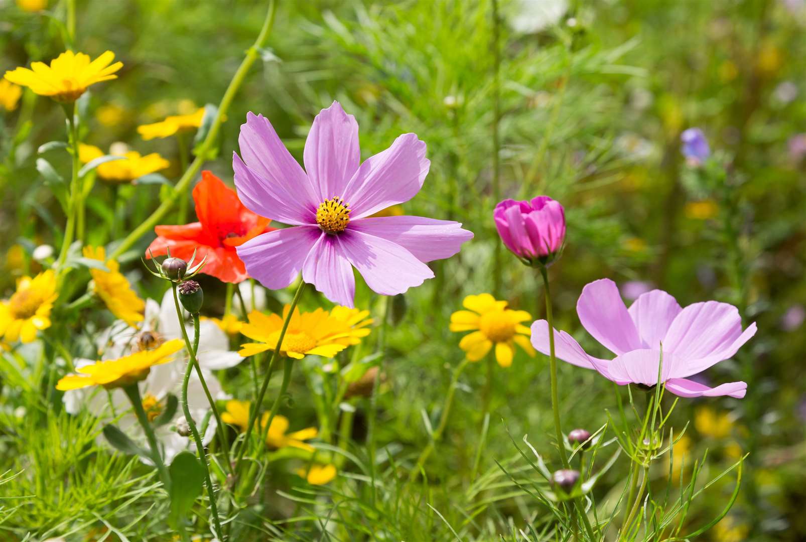 Look out for wildflowers