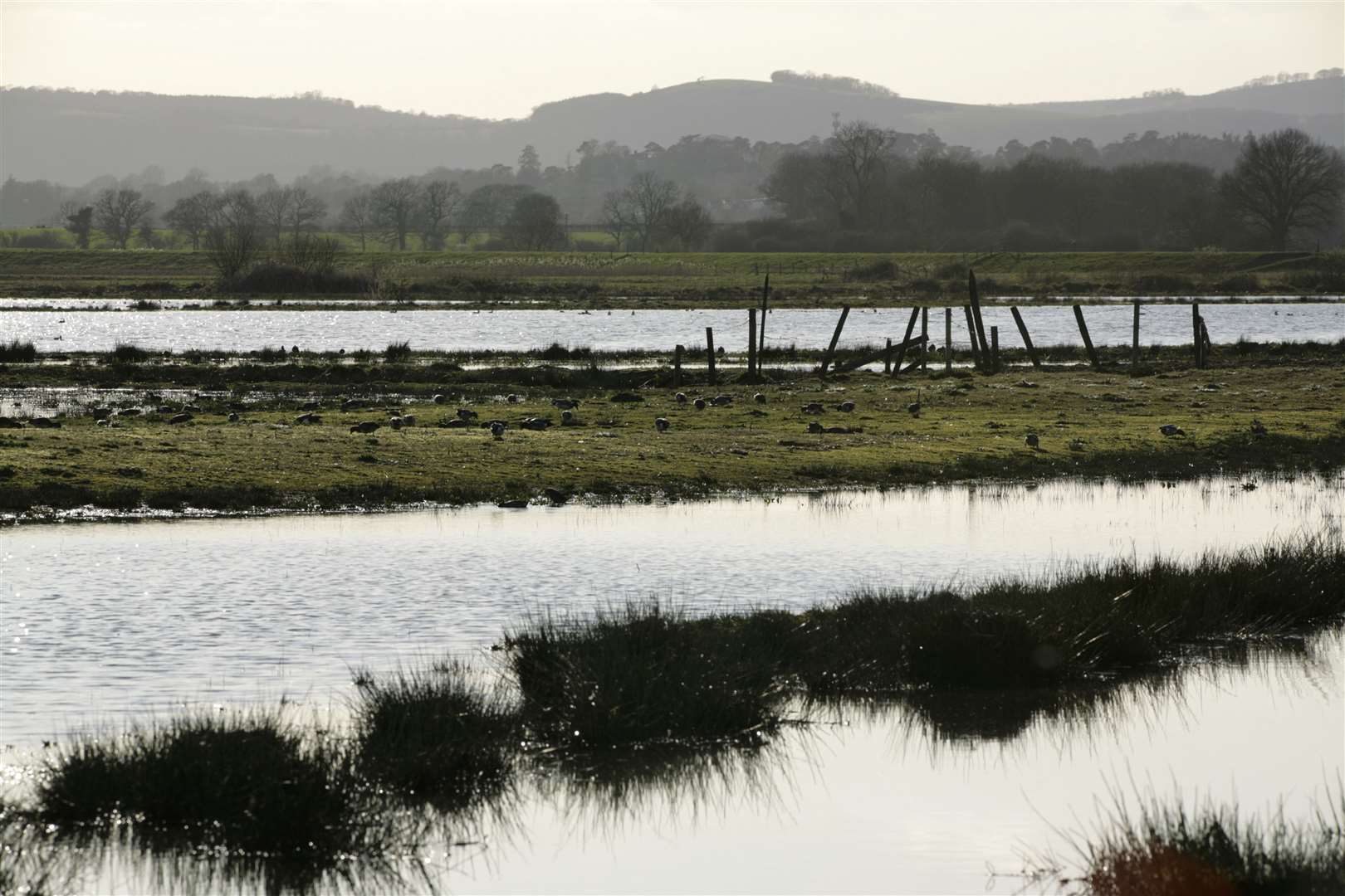 The scheme aimed to establish a new colony at Pulborough Brooks RSPB reserve in West Sussex (Andy Hay/RPSB/PA)