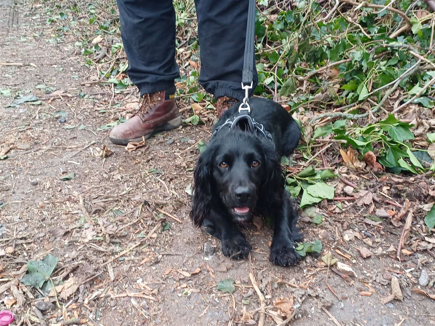 One-year-old cocker spaniel, Blossom, had a narrow escape