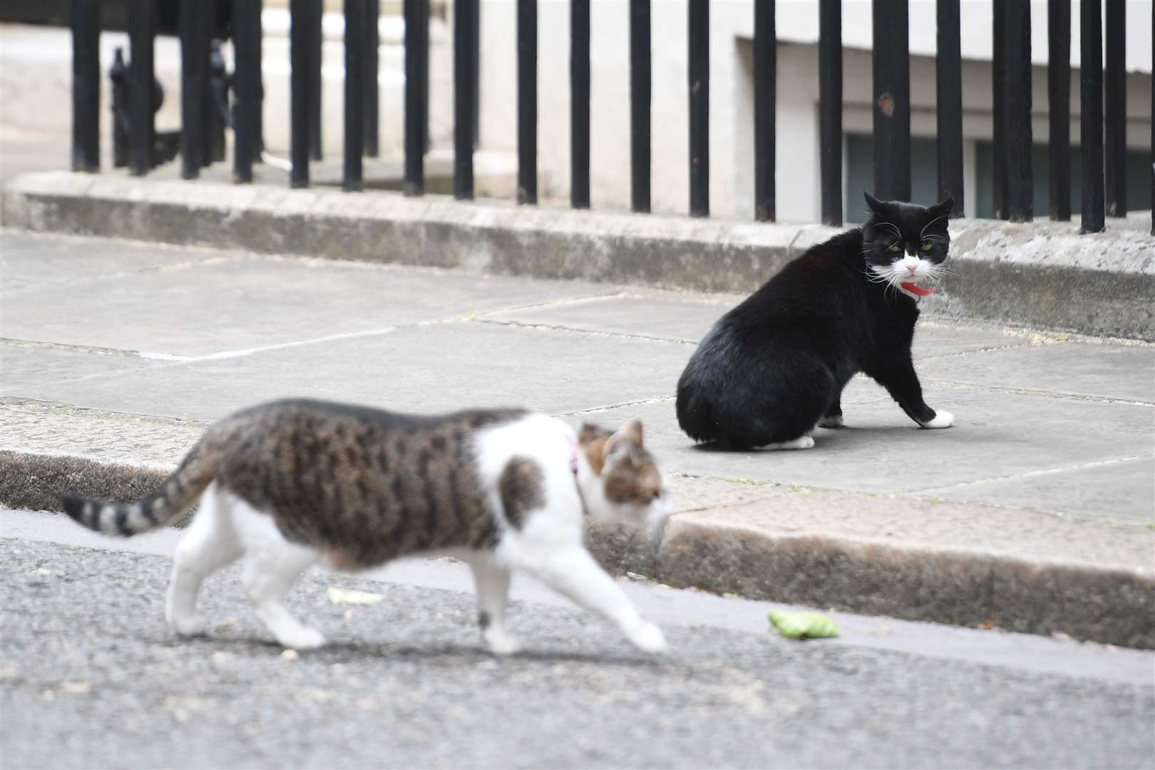 Chief Mouser for the Foreign Office Palmerston watches Larry the Downing Cat walk by in Downing Street, London. (Victoria Jones/PA)