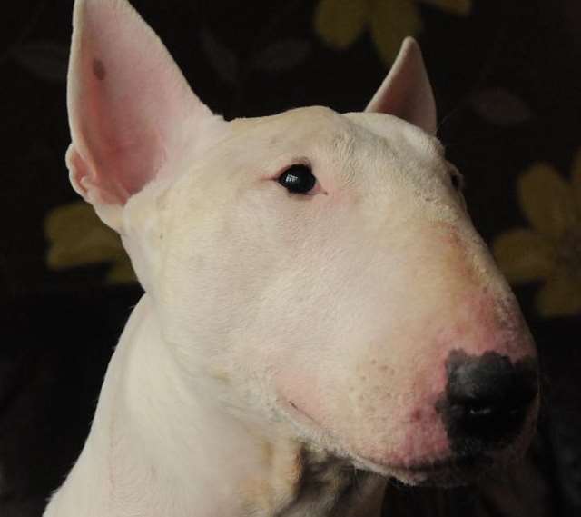 Dodger the cheeky bull terrier