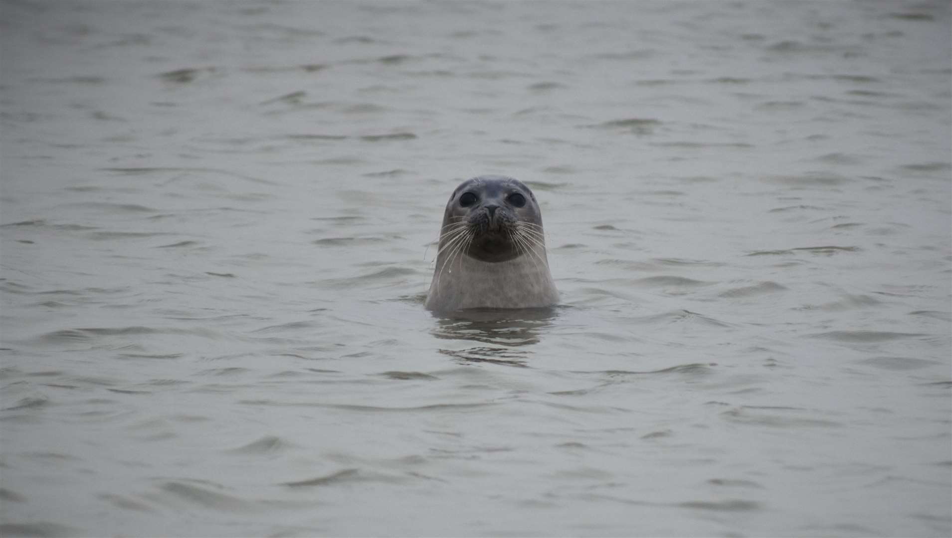 When seal spotting it is important to keep your distance. Picture: Sherece Thompson