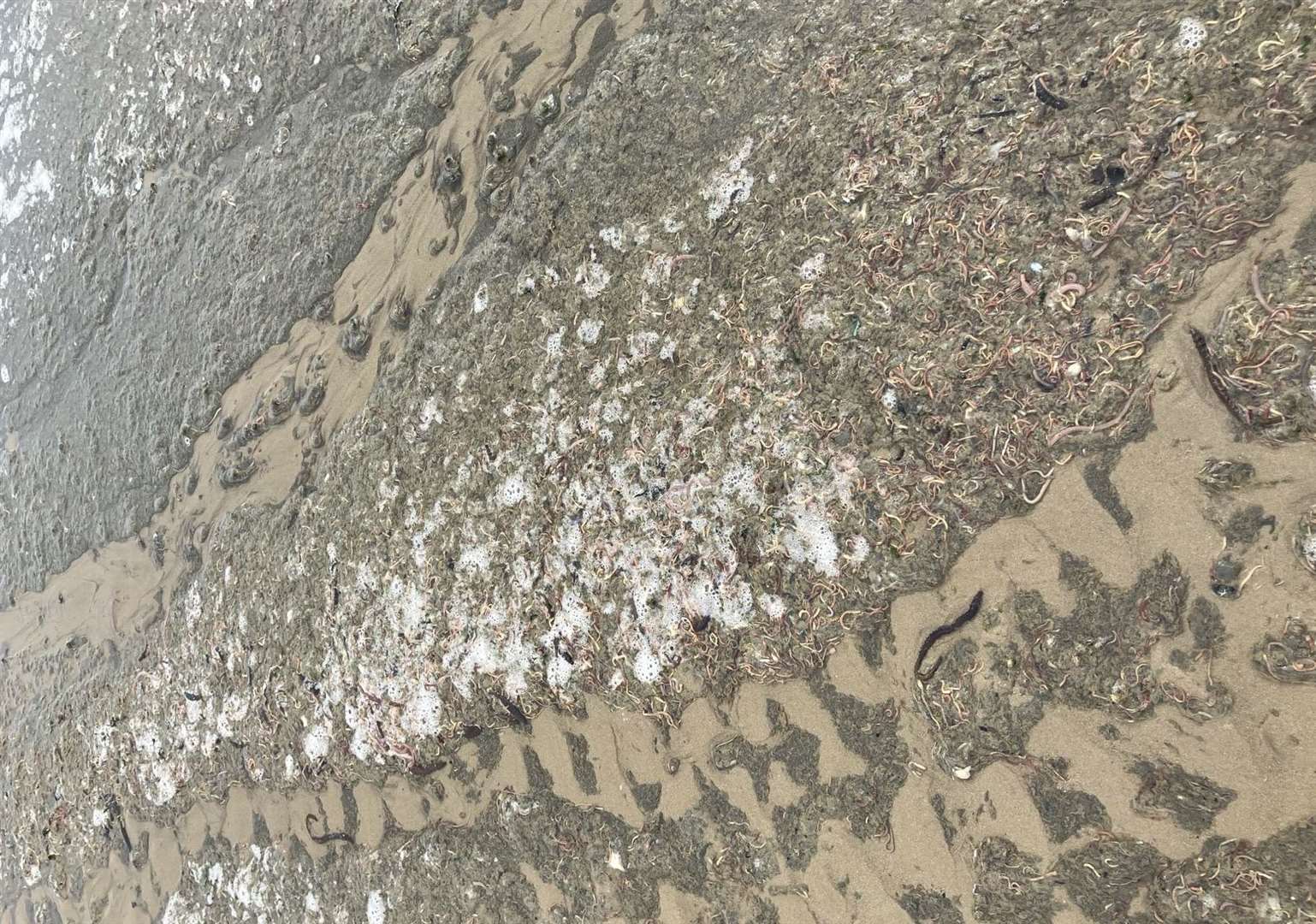 Thousands of dead or dying ragworms and lugworms appeared on Minnis Bay in Birchington. Picture: Environment Agency