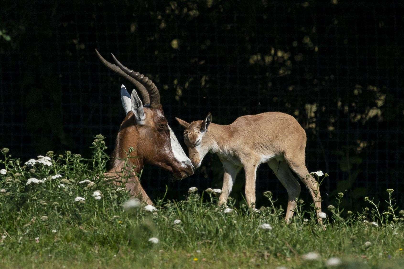 A blesbok calf born at Marwell Zoo (Jason Brown Photography/PA)