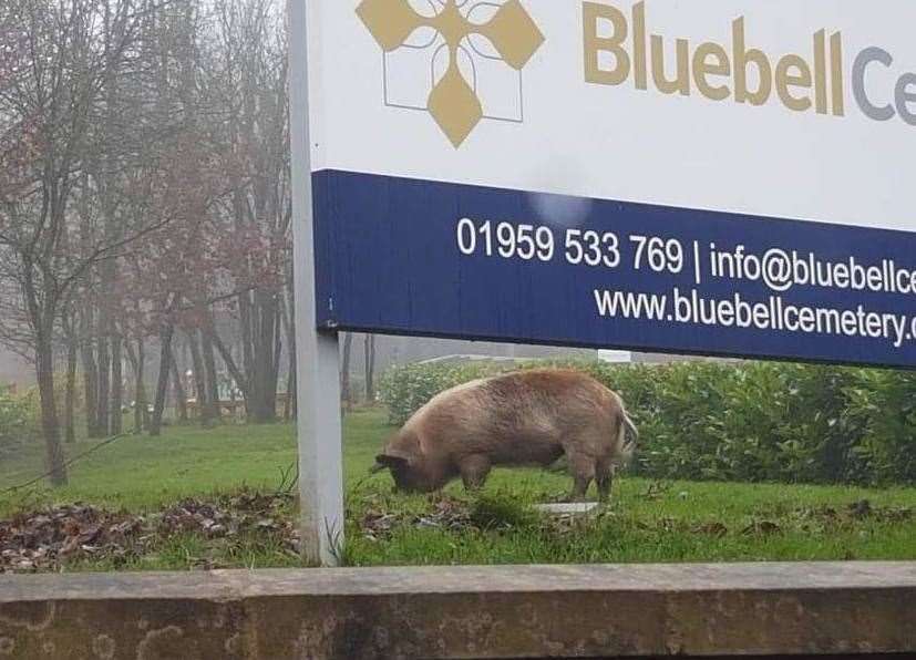 The large pig was spotted at the entrance to Bluebell cemetery near Badgers Mount. Photo: Aimée Claire