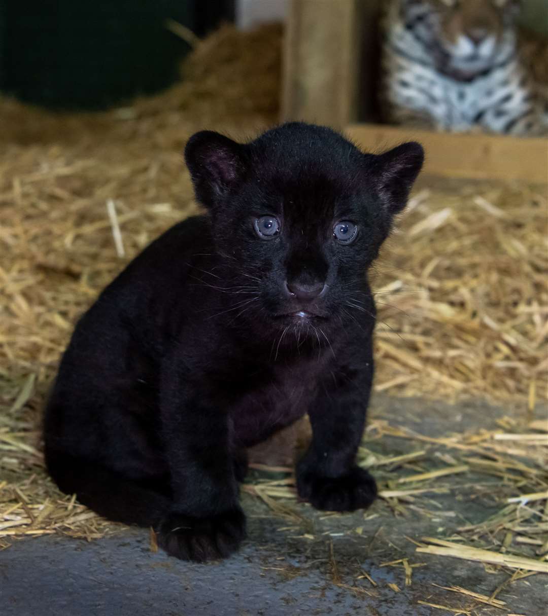 Rare Adorable Black Jaguar Cub Born At Big Cat Sanctuary In UK