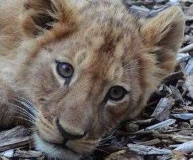 The second female cub