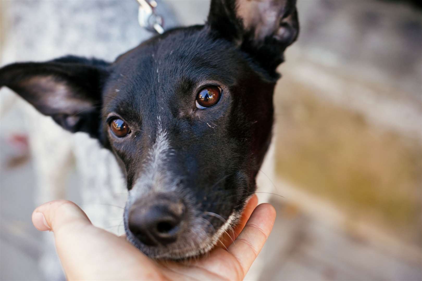 Many suspected strays found wandering the streets, says Dogs Trust, are without a chip or contact details out of date. Image: Stock photo.