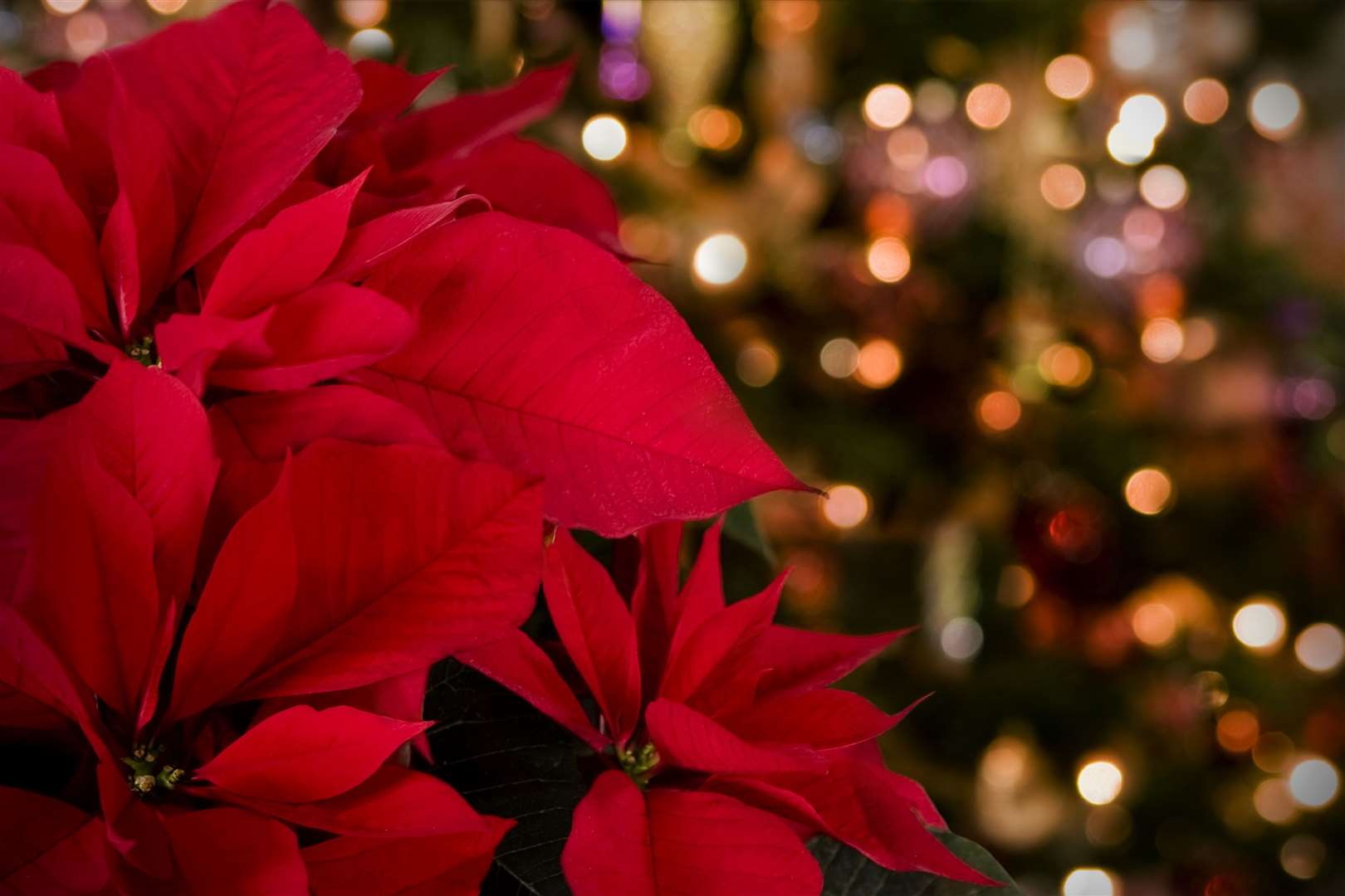 Candlemas marked the end of Christmas in medieval England. Image: iStock photo.