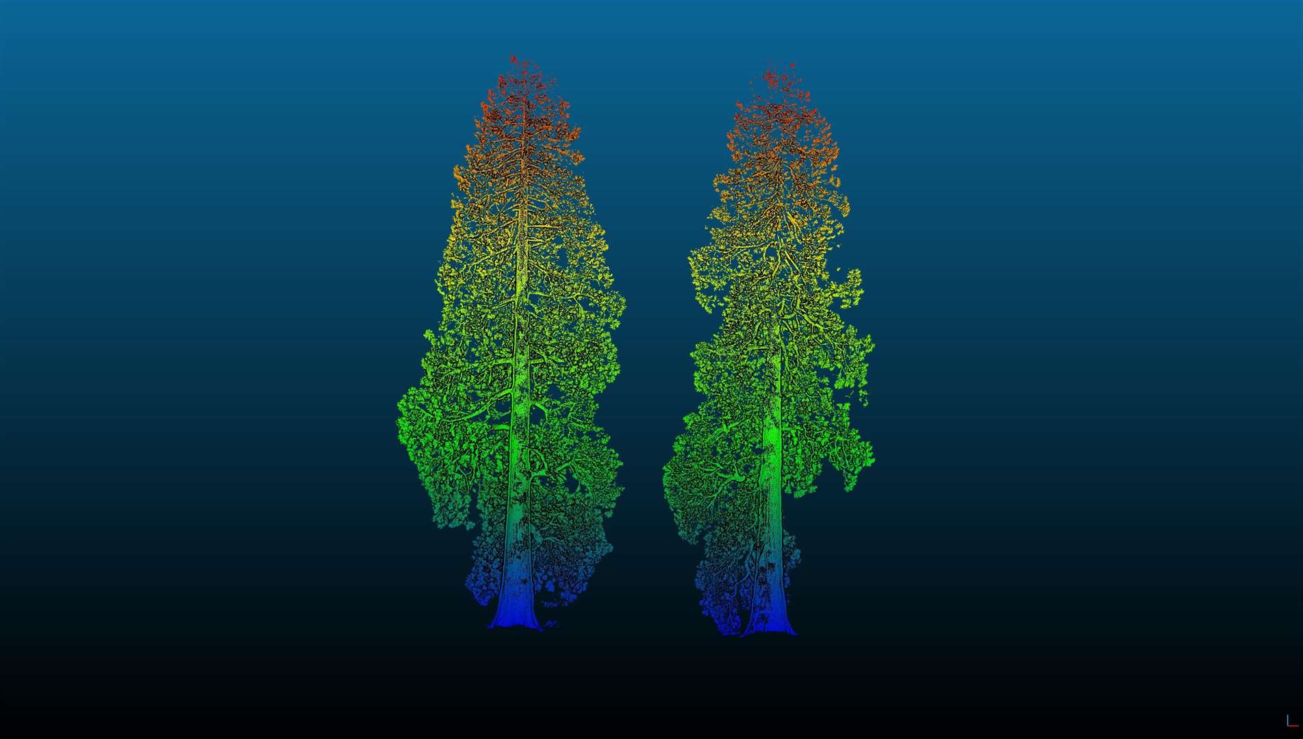 A 3D laser scan of two giant sequoias (Mathilda Digby/PA)