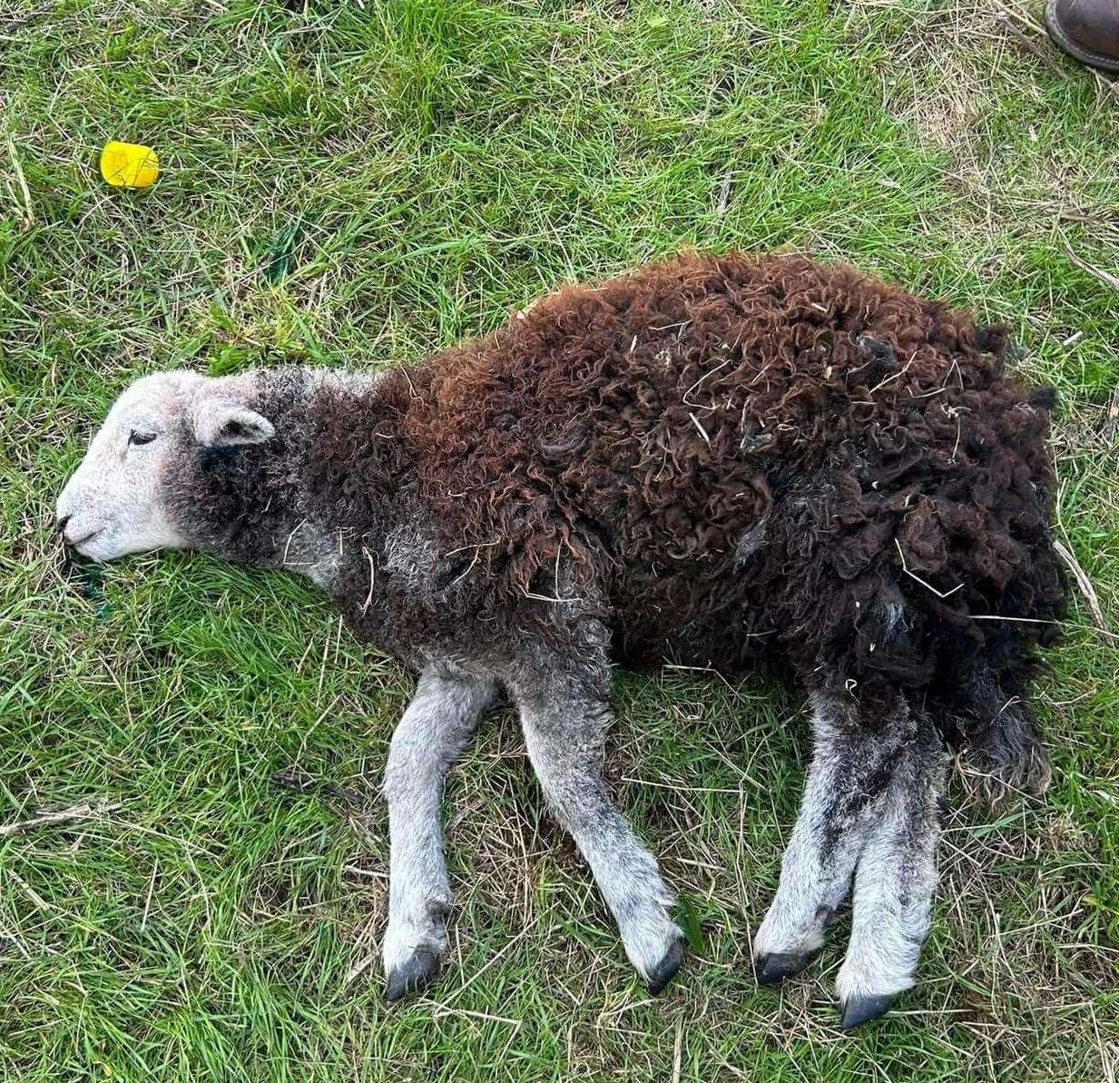 Although the lamb has survived the farmer says he is disgusted it keeps happening