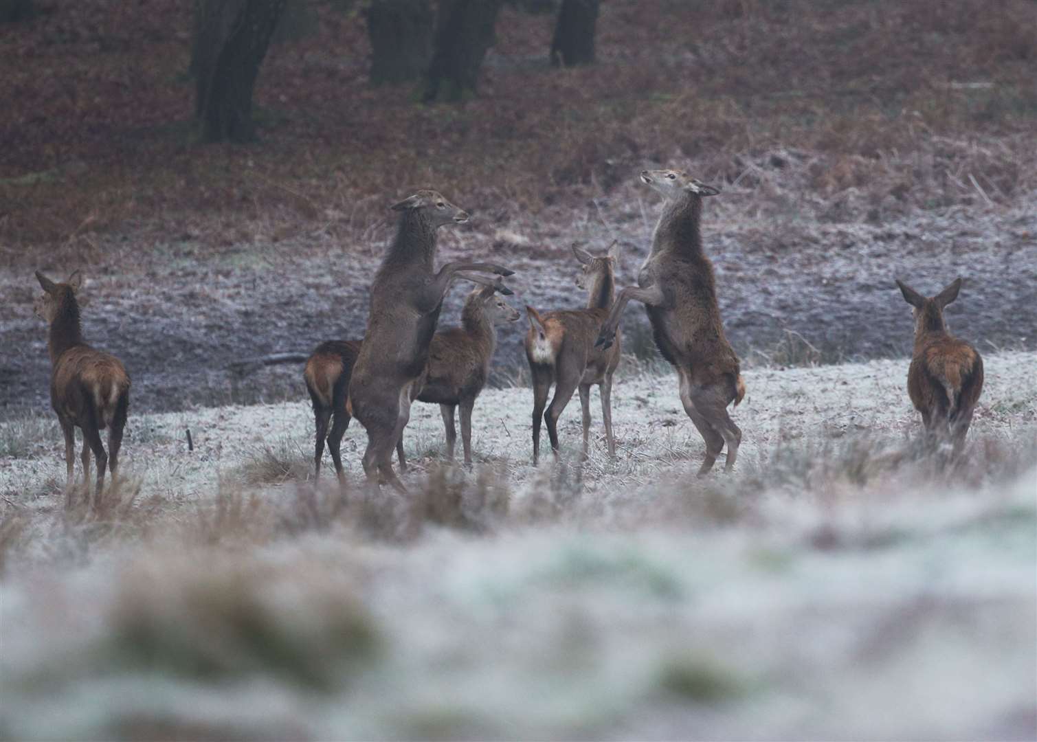 Deer in a frost-covered Richmond Park, in south-west London (Yui Mok/PA)