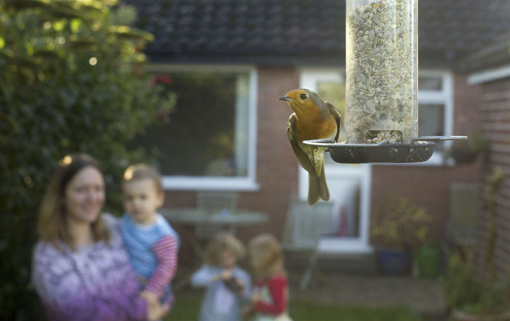 Watch starlings and other birds in your garden, or a green space near you Picture: RSPB