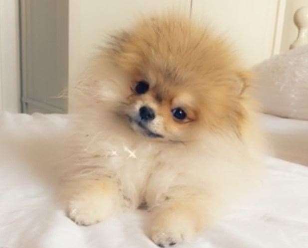 Sashca the pomeranian who stayed at Maidstone Springers (15335436)