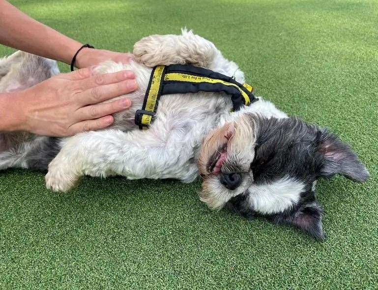 Shih tzu Darcy. Picture: Dogs Trust