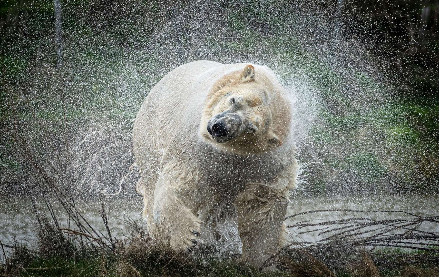 Rasputin the polar bear shakes off water as he makes his public debut at the Yorkshire Wildlife Park in Doncaster (Danny Lawson/PA)