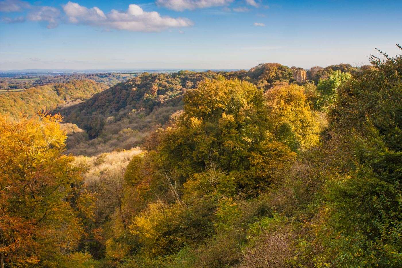 Woods are important for carbon storage, people, and nature (David Rodway/WTML/PA)