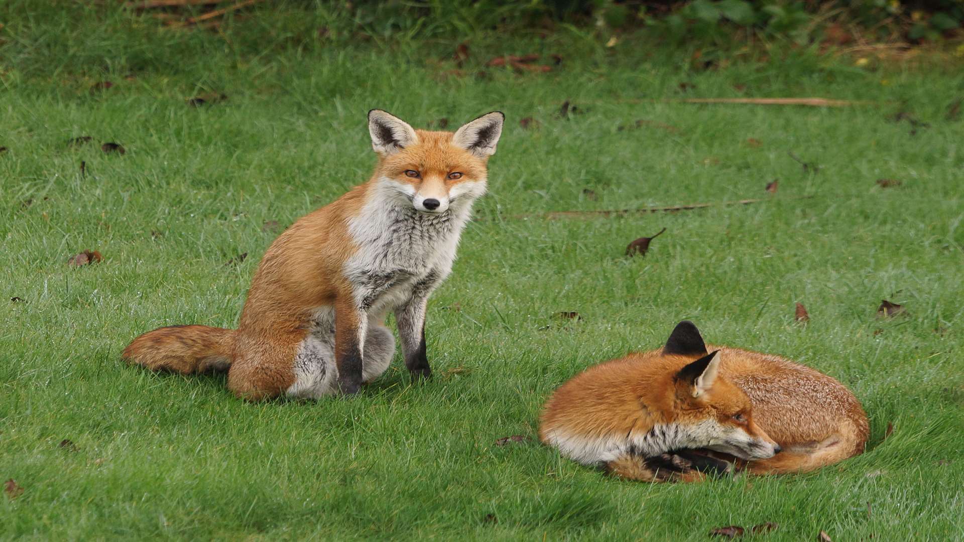 Saboteurs arrived at the hunt concerned for foxes in the area. Stock image