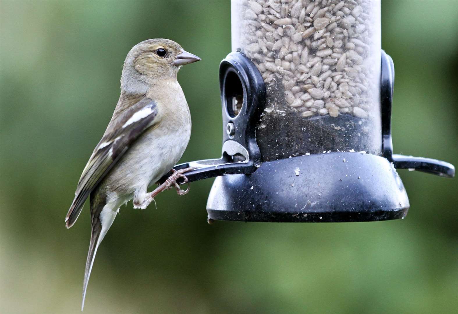 RSPCA asks homes feeding garden birds to ensure feeders and water bowls ...