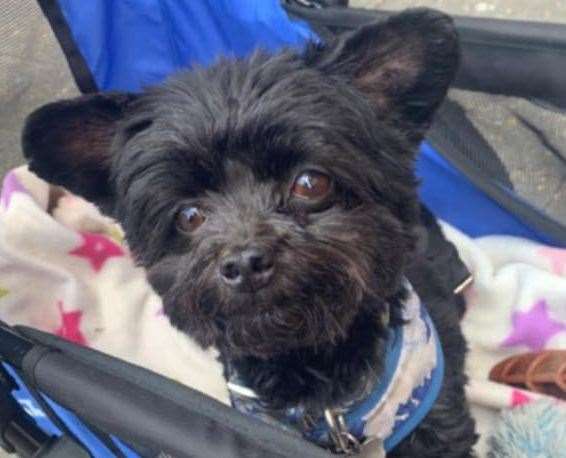 The tiny pooch died instantly. Picture: Nyree Nayler