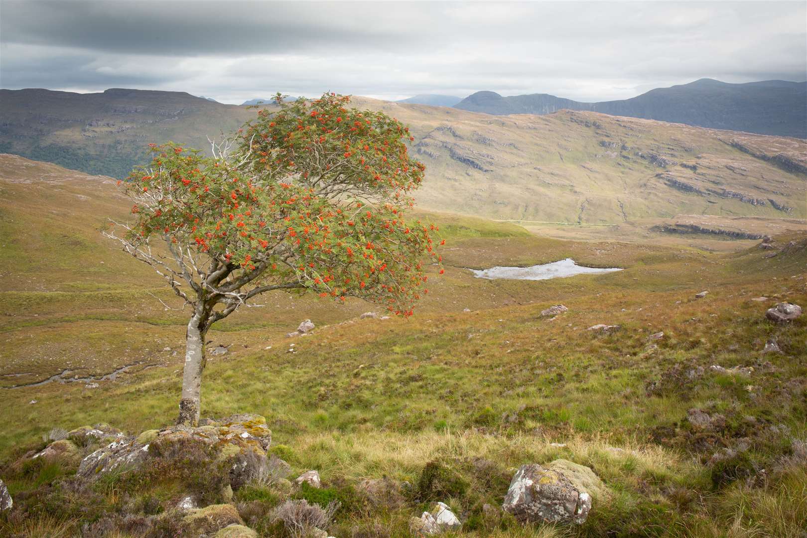 The trust hopes to create and restore native woodland on the estate (John MacPherson/PA)