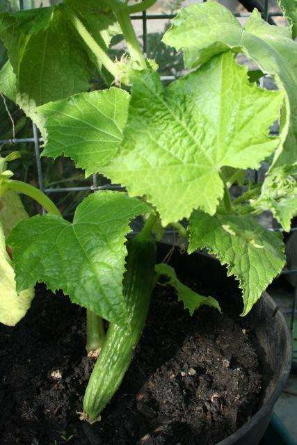 Cucumbers growing nicely