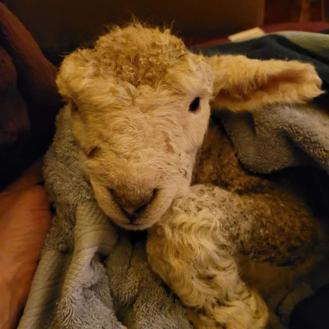 Jezzy is being cared for by FRIEND Animal Sanctuary after being found in a poor state by the roadside