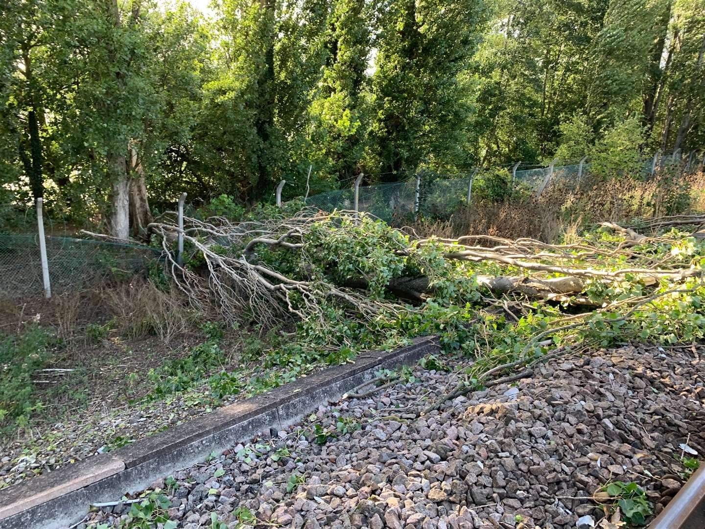 The offending tree, which was struck by a train near New Hythe this evening. Picture: Southeastern