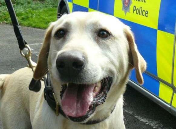 Buster the Labrador helped bust drug operations across North Kent