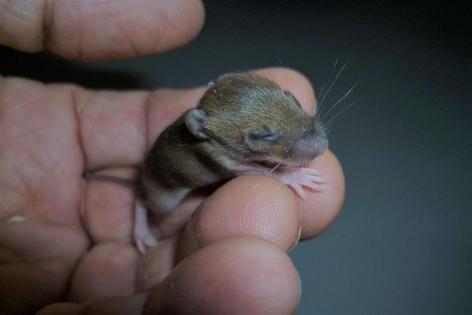 tiny-newborn-mouse-recovering-well-after-rspca-rescue