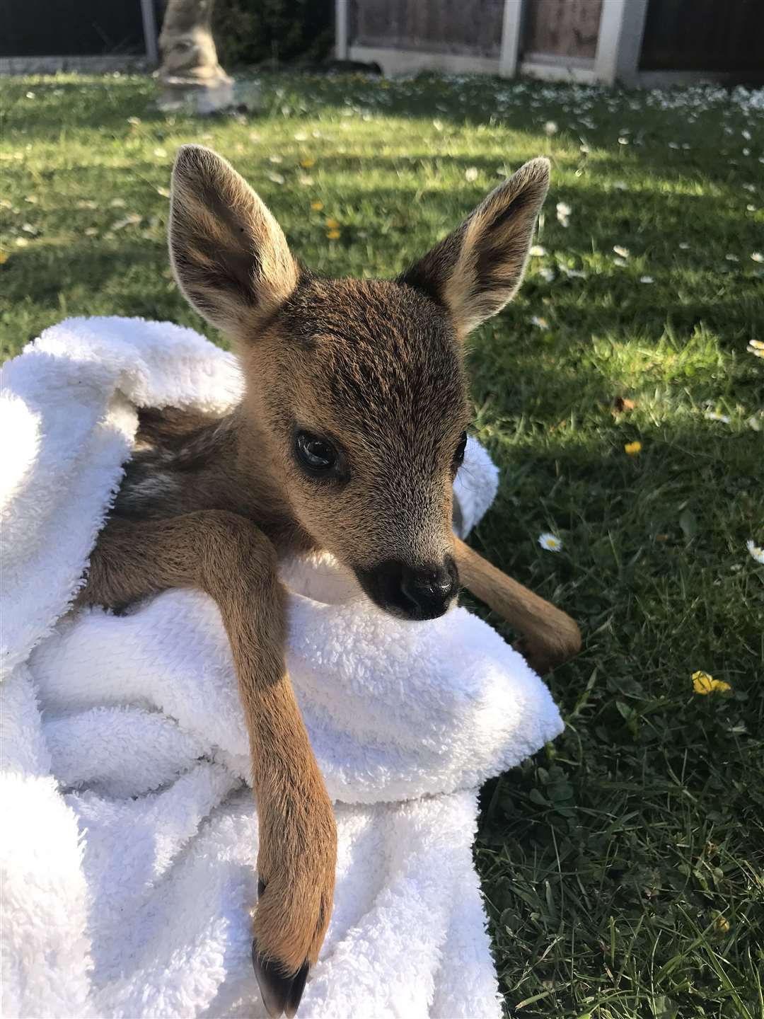 (RSPCA/PA)