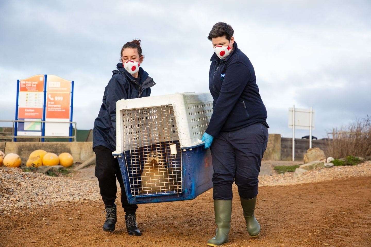 An inquisitive Dolly being transported onto Fairlight beach