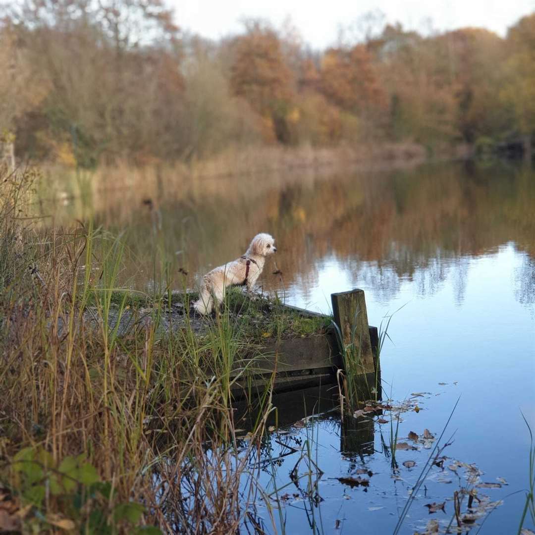 Toffee posing by a pond. Picture: Devi Ashok