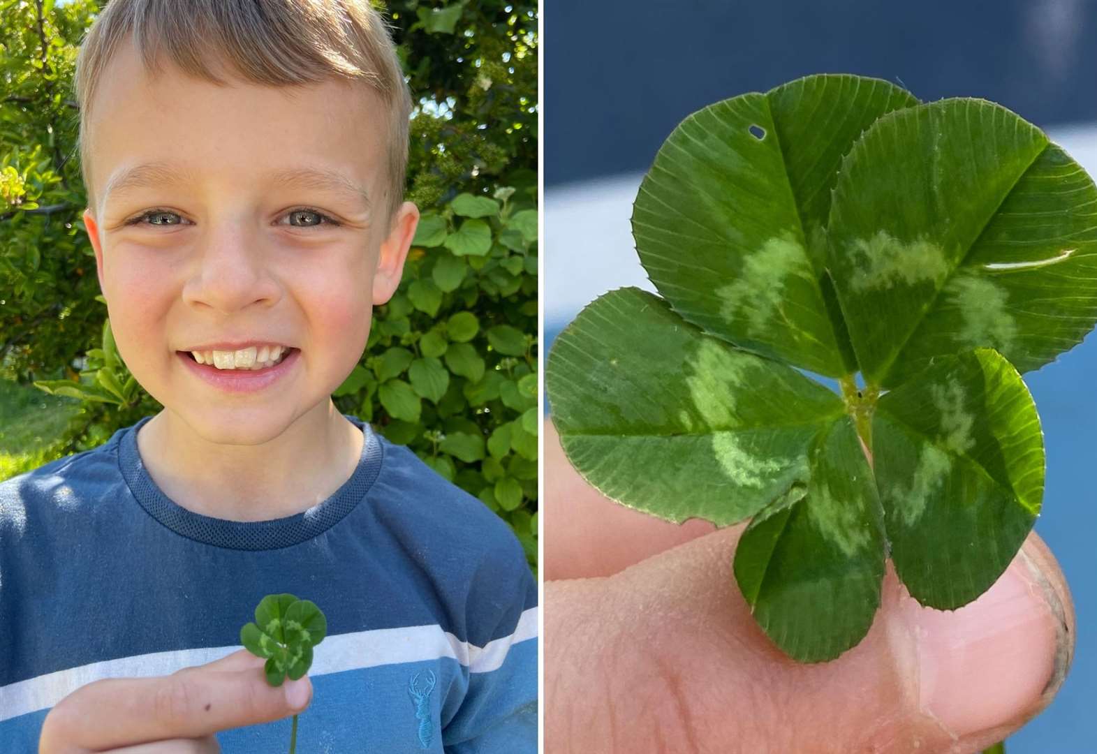 klasse nieuws Chemie Young boy finds incredibly rare five-leaf clover in woods between  Whitstable and Canterbury