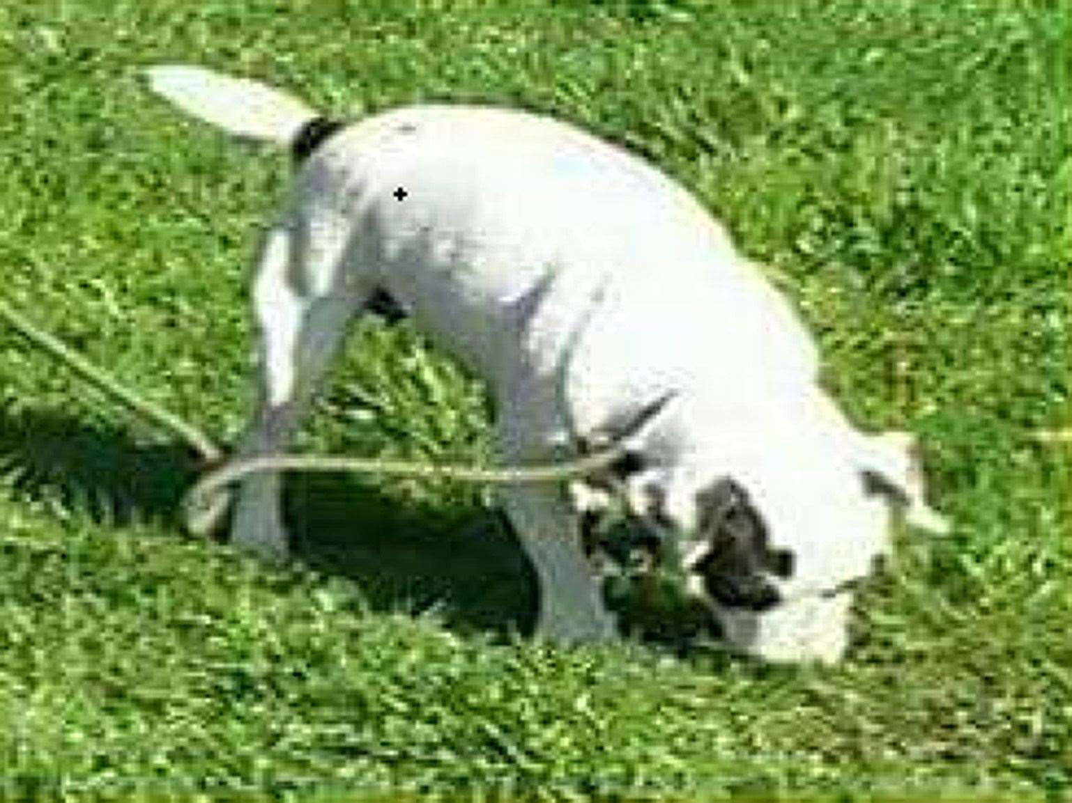 Patterdale terrier Storm was stolen along with Daisy eight years ago and is still missing (Surrey Police/PA)