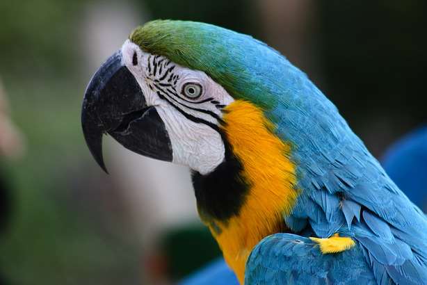 A parrot was spotted perched on the steering wheel. Stock image.