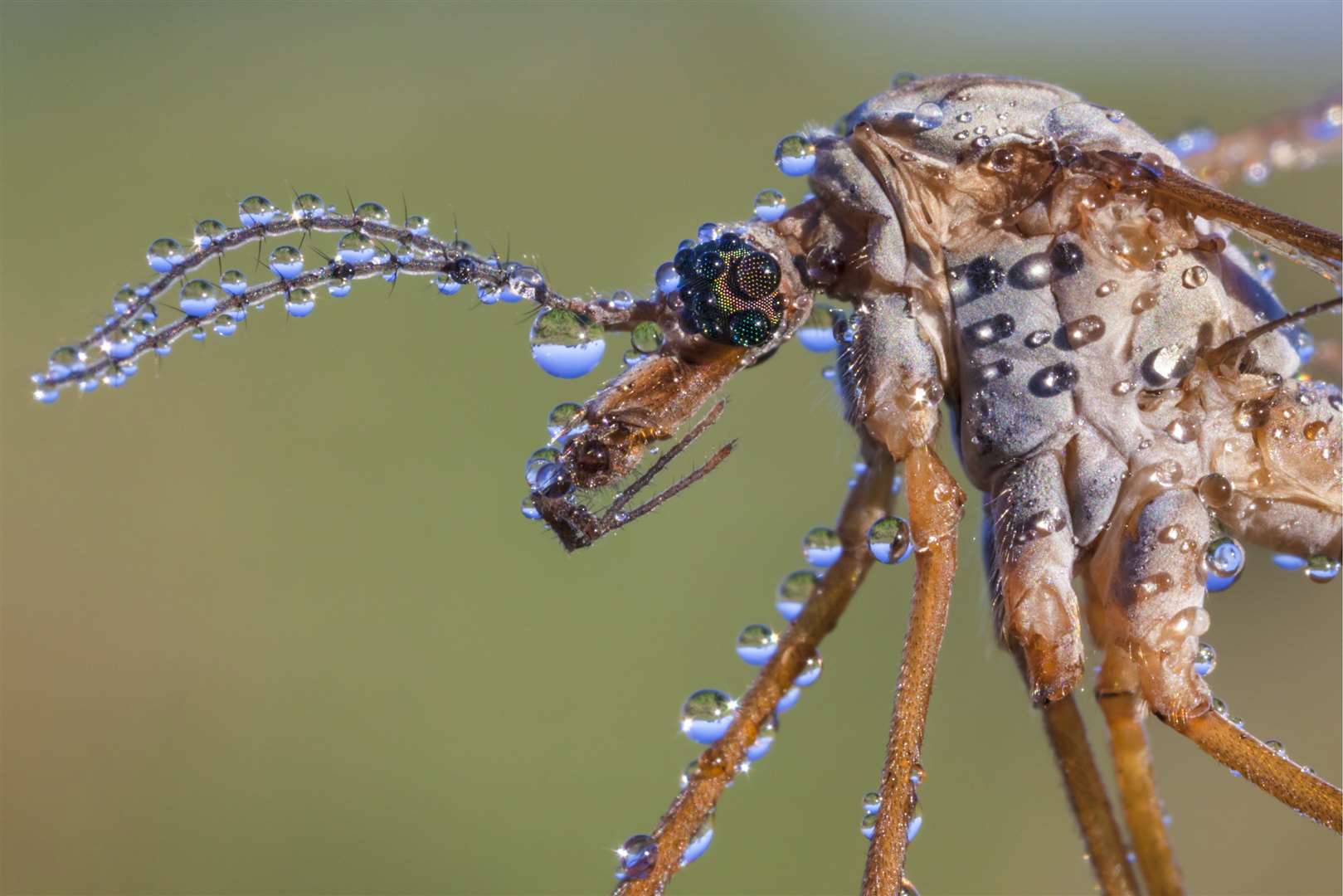 Crane Fly by Alex Hyde