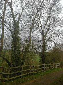 A homeowner wants two ash trees felled in Bearsted so he can watch TV.