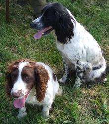 Appeal for return of stolen gundogs