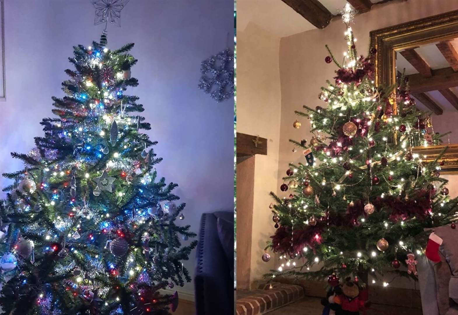 Best Christmas trees in Kent